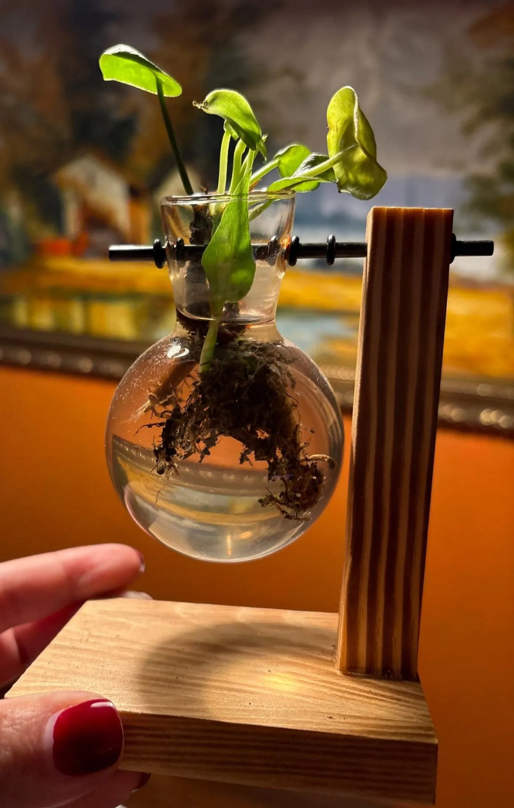 Vaso idroponico con bulbo in vetro e talea con radici su supporto in legno
