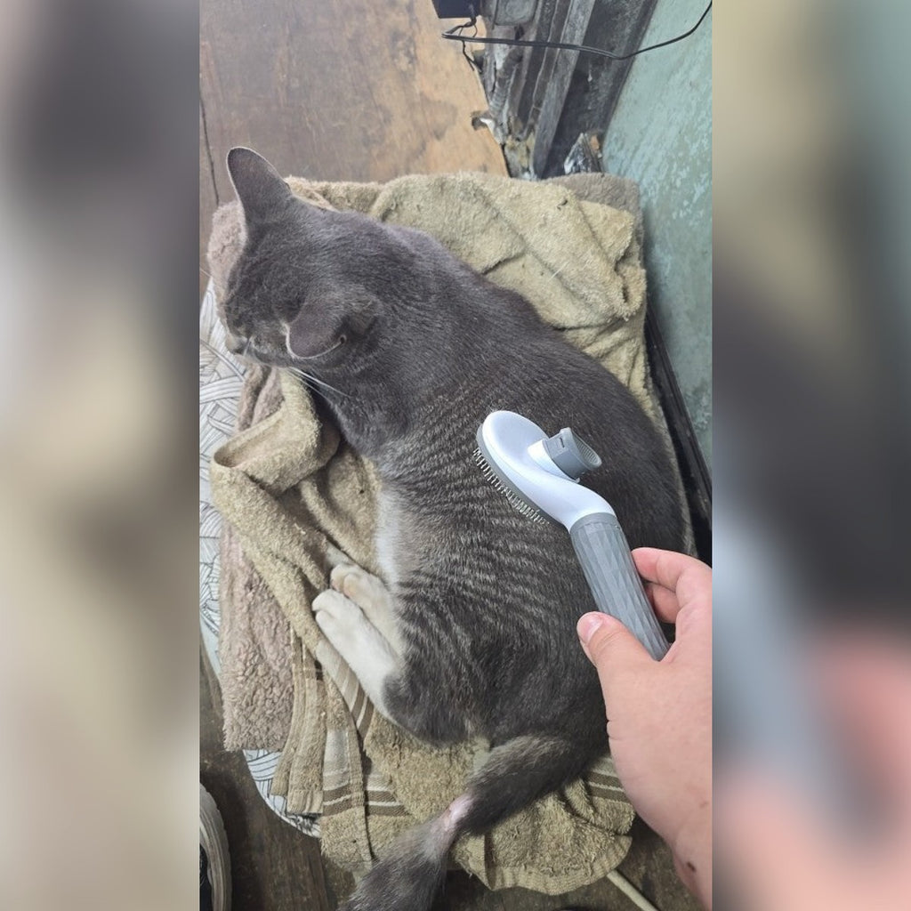 Foto di un cliente: un gatto spazzolato con la spazzola grigia