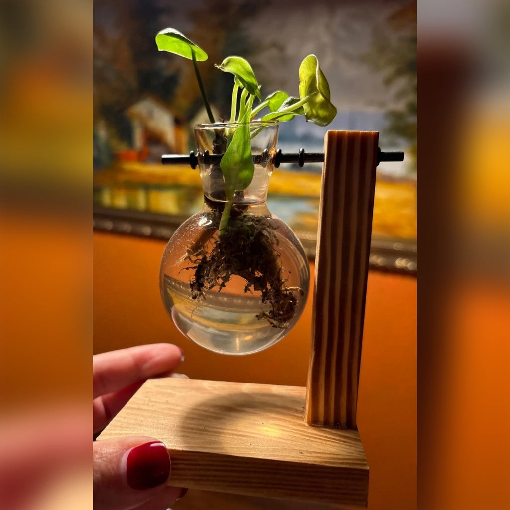 Foto di una cliente: vaso idroponico con un bulbo in vetro e una talea con radici, sul supporto in legno a forma di L