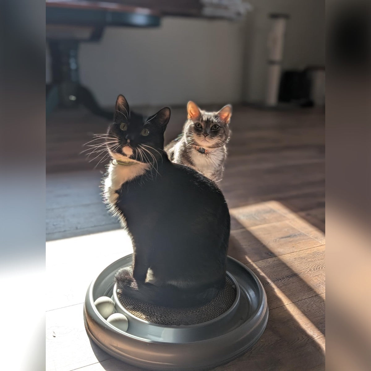 Foto di un acquirente: un gatto seduto sul disco tiragraffi del gioco grigio, con le due palline nel binario